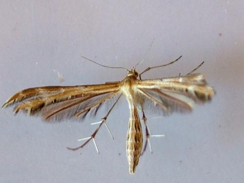 Crombrugghia sp.
